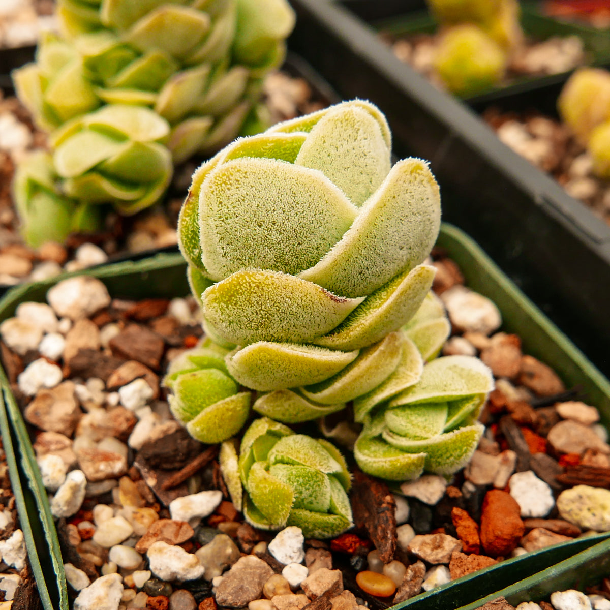 Crassula 'Ivory Pagoda' - Vivid Root