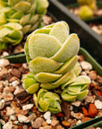 Crassula 'Ivory Pagoda' - Vivid Root