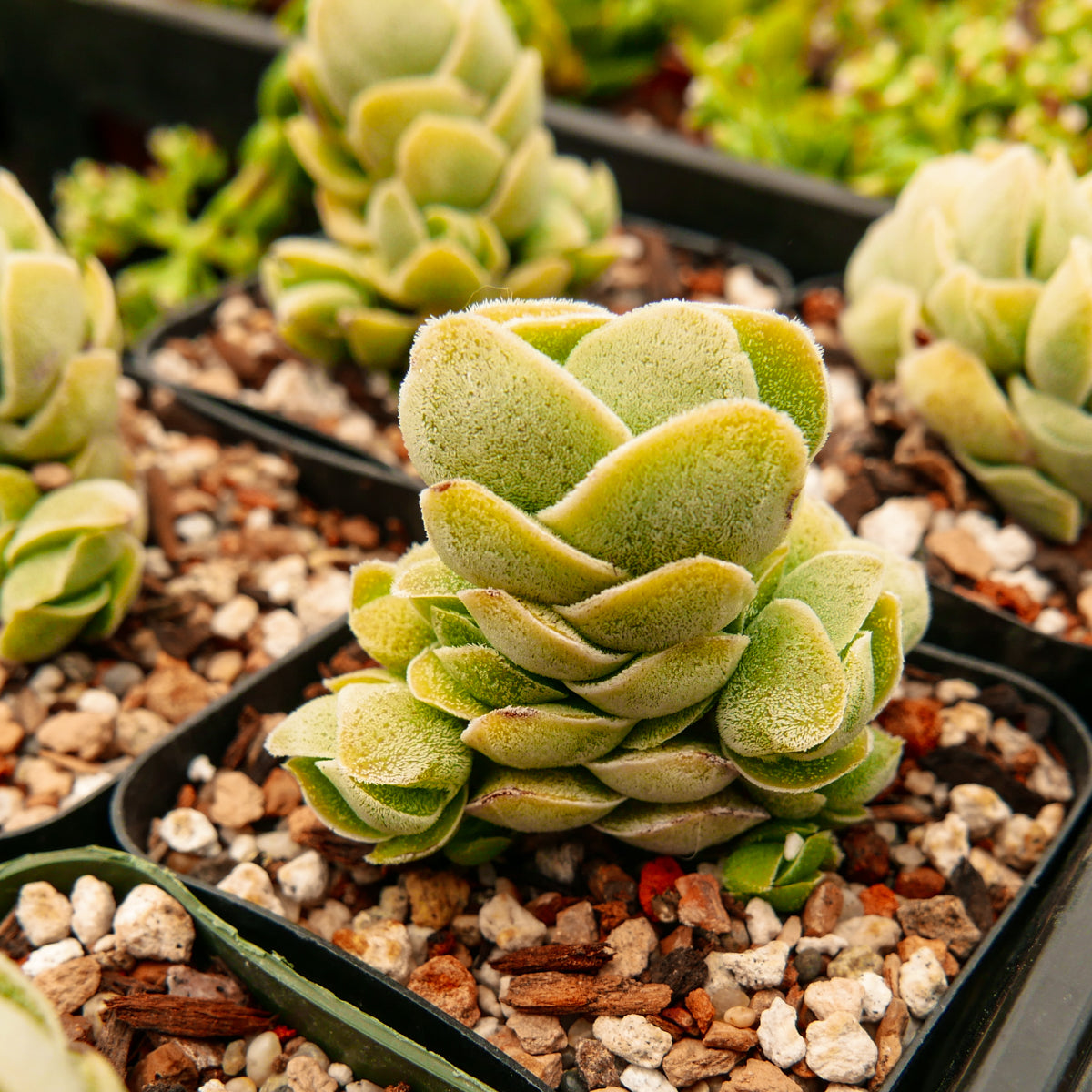 Crassula 'Ivory Pagoda' - Vivid Root