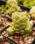 Crassula 'Ivory Pagoda' - Vivid Root