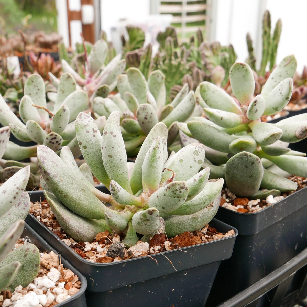 Adromischus cooperi SH 1900 - Vivid Root