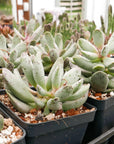 Adromischus cooperi SH 1900 - Vivid Root