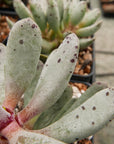 Adromischus cooperi SH 1900 - Vivid Root