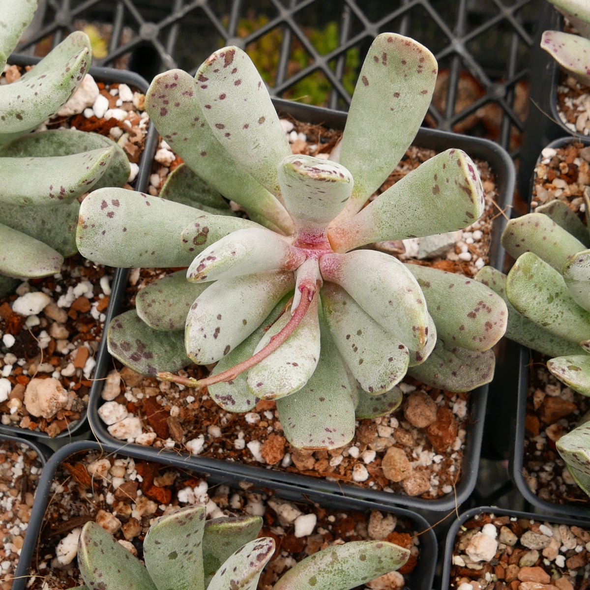 Adromischus cooperi SH 1900 - Vivid Root