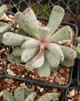 Adromischus cooperi SH 1900 - Vivid Root
