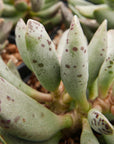 Adromischus cooperi SH 1900 - Vivid Root