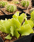Adromischus cristatus var. zeyheri - Vivid Root
