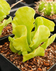 Adromischus cristatus var. zeyheri - Vivid Root