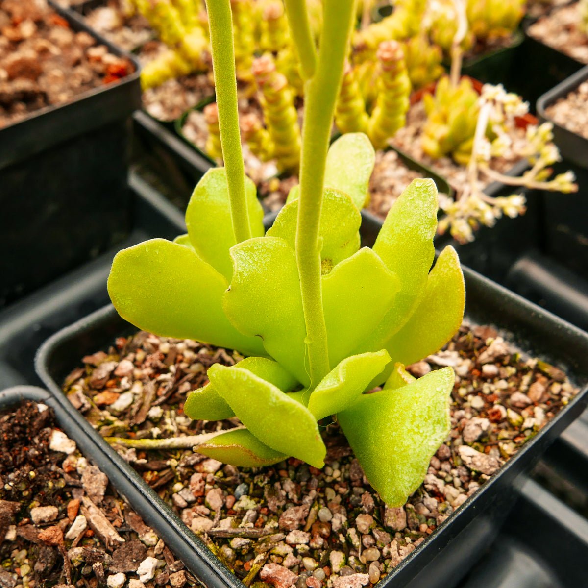 Adromischus cristatus var. zeyheri – Vivid Root