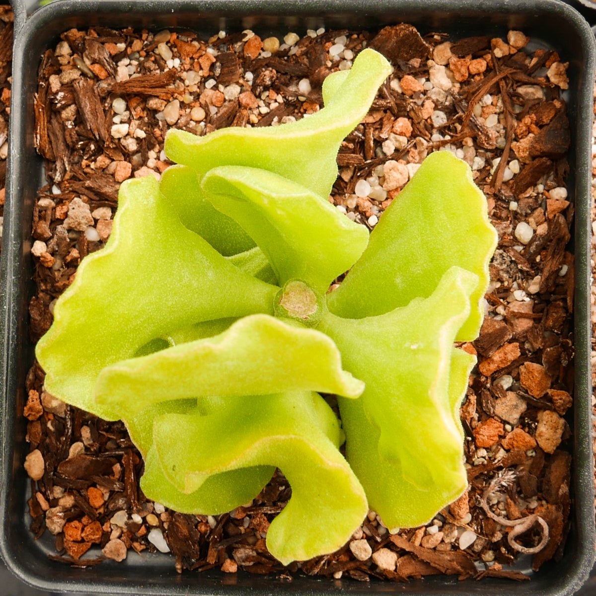 Adromischus cristatus var. zeyheri – Vivid Root