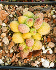 Adromischus marianae v herrei 'Lime Drop' - Vivid Root