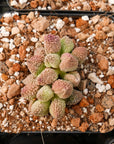 Adromischus marianae v herrei 'Lime Drop' - Vivid Root