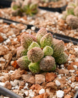 Adromischus marianae v herrei 'Lime Drop' - Vivid Root