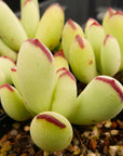 Cotyledon orbiculata - Vivid Root