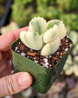 Cotyledon tomentosa - Bear Paw variegated - Vivid Root