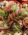 Crassula 'David' - Vivid Root