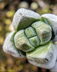 Crassula deceptor - Vivid Root