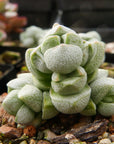 Crassula deceptor - Vivid Root