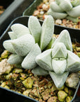 Crassula deceptor 'Cornuta' - Vivid Root
