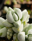 Crassula deceptor 'Cornuta' - Vivid Root