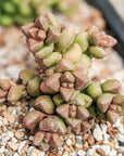 Crassula elegans - Vivid Root