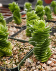 Crassula estagnol - Vivid Root
