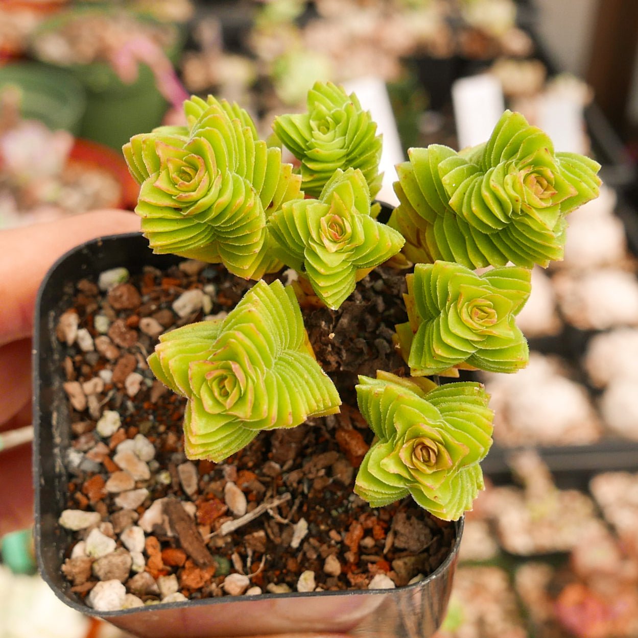 Crassula estagnol - Vivid Root