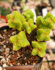 Crassula estagnol - Vivid Root