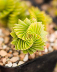 Crassula estagnol - Vivid Root