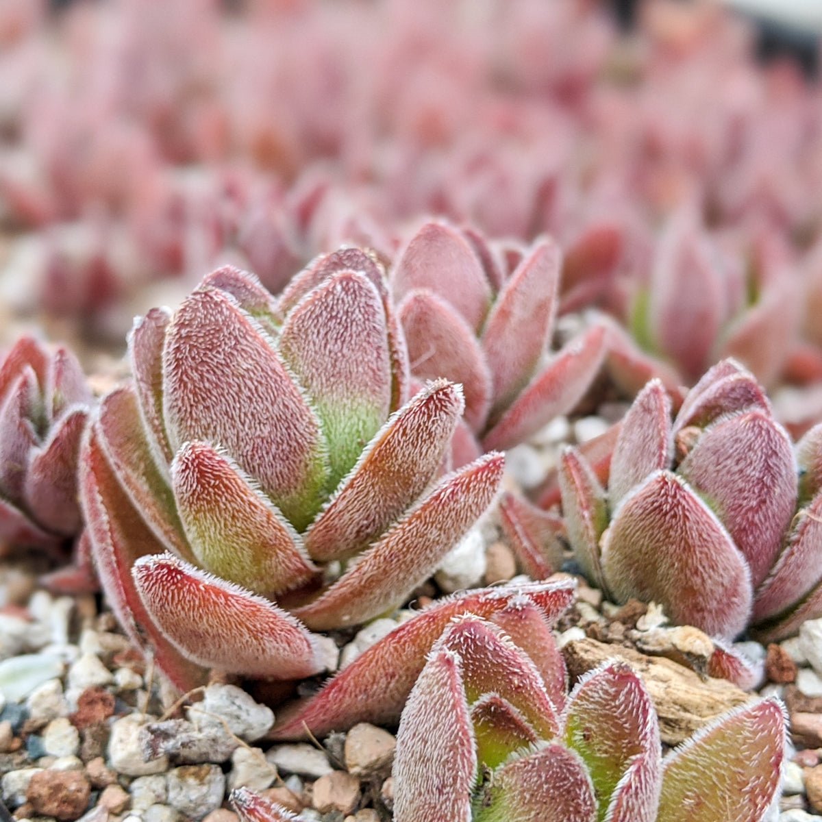 Crassula justus corderoy hybrid - Vivid Root