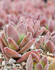 Crassula justus corderoy hybrid - Vivid Root