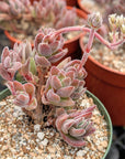 Crassula justus corderoy hybrid - Vivid Root