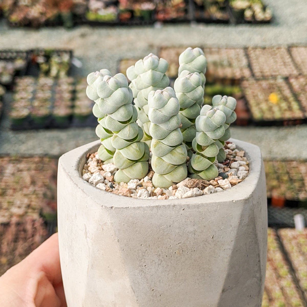 Crassula plegmatoides - Vivid Root