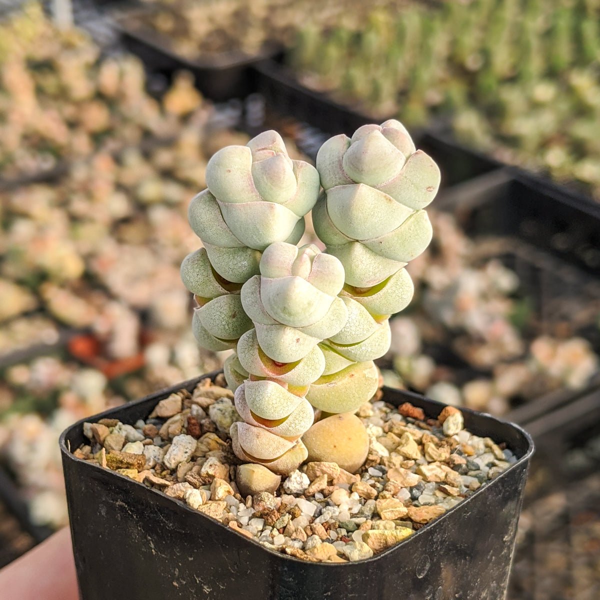 Crassula plegmatoides - Vivid Root