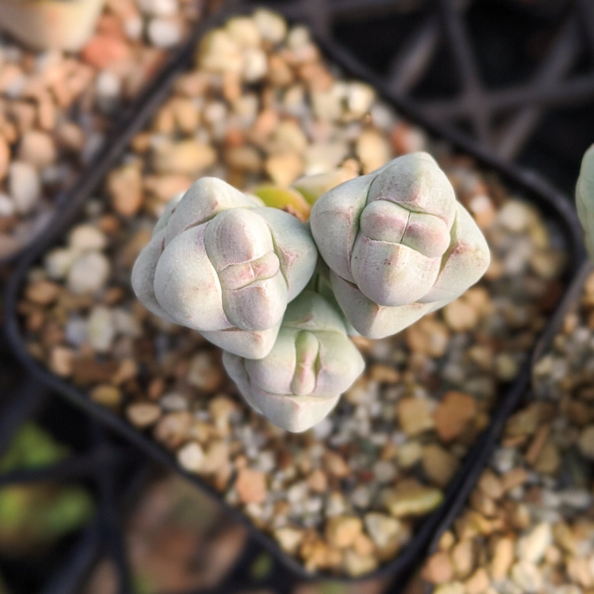 Crassula plegmatoides - Vivid Root