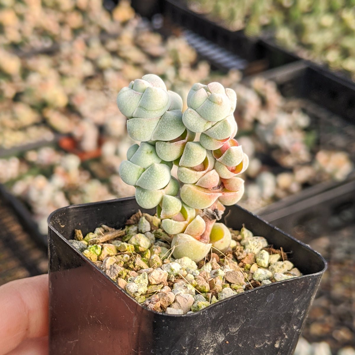 Crassula plegmatoides - Vivid Root