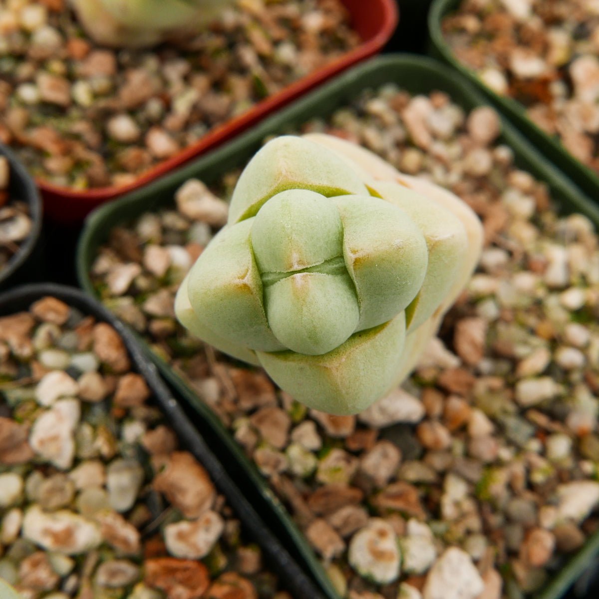 Crassula plegmatoides - Vivid Root