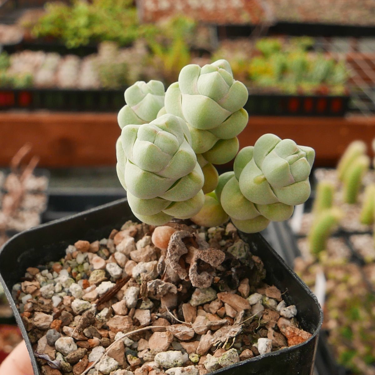 Crassula plegmatoides - Vivid Root