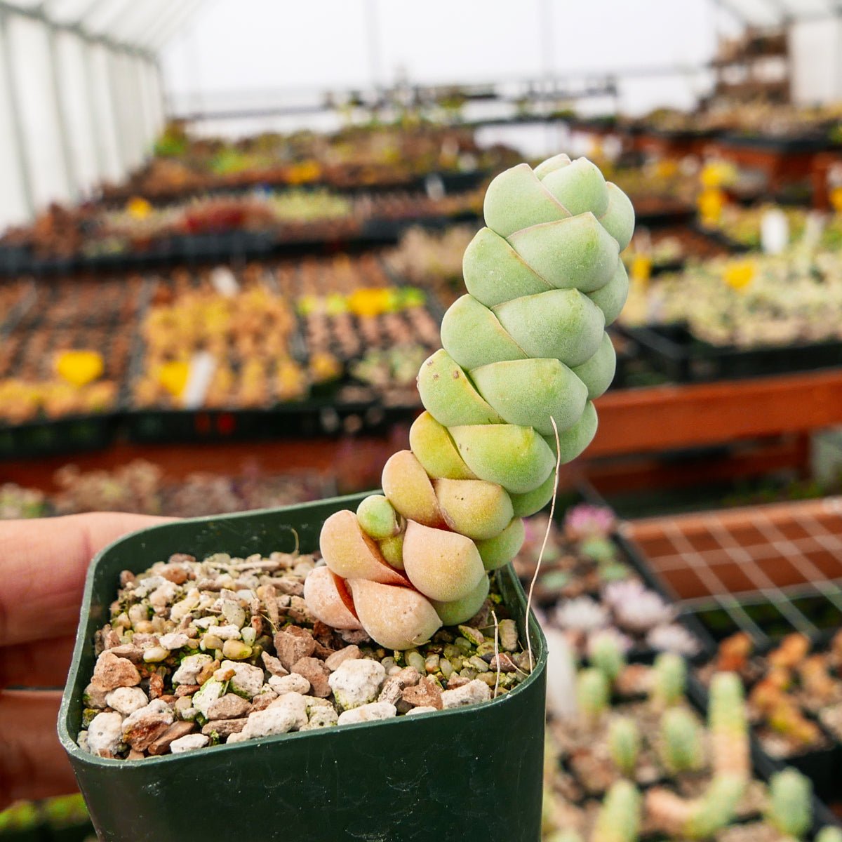Crassula plegmatoides - Vivid Root
