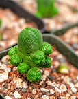 Crassula pyramidalis - Mini Buddha's Temple - Vivid Root
