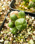 Crassula pyramidalis - Mini Buddha's Temple - Vivid Root