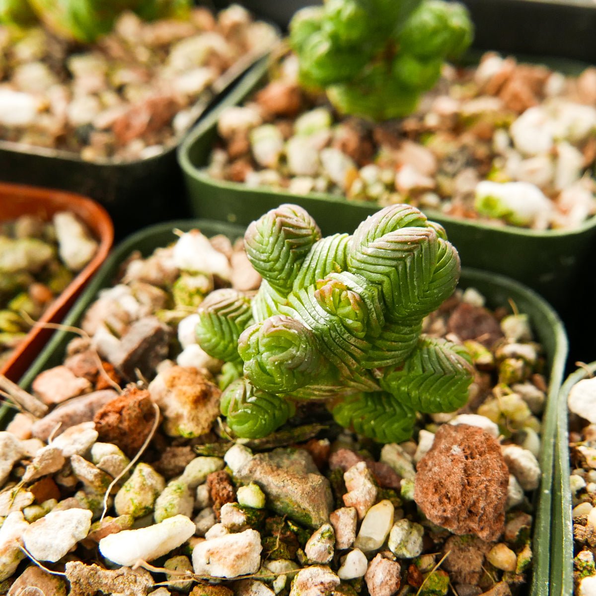 Crassula pyramidalis - Mini Buddha&#39;s Temple - Vivid Root