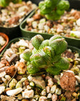 Crassula pyramidalis - Mini Buddha's Temple - Vivid Root