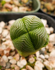 Crassula pyramidalis - Mini Buddha's Temple - Vivid Root