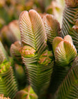 Crassula pyramidalis - thick form - Vivid Root