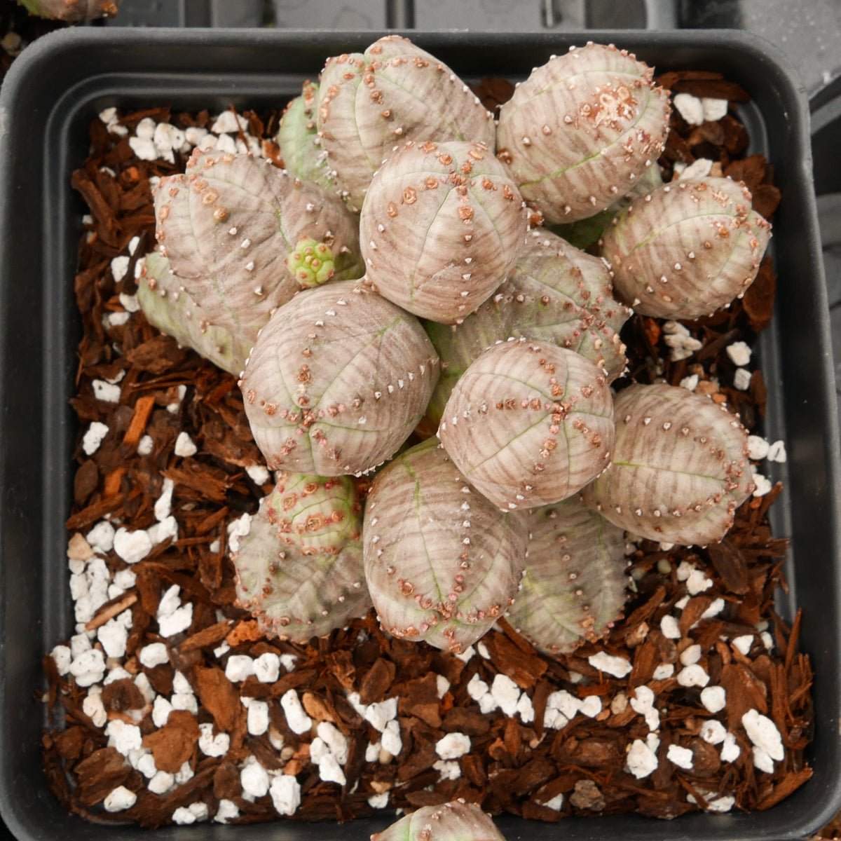 Euphorbia pseudoglobulosa - Vivid Root