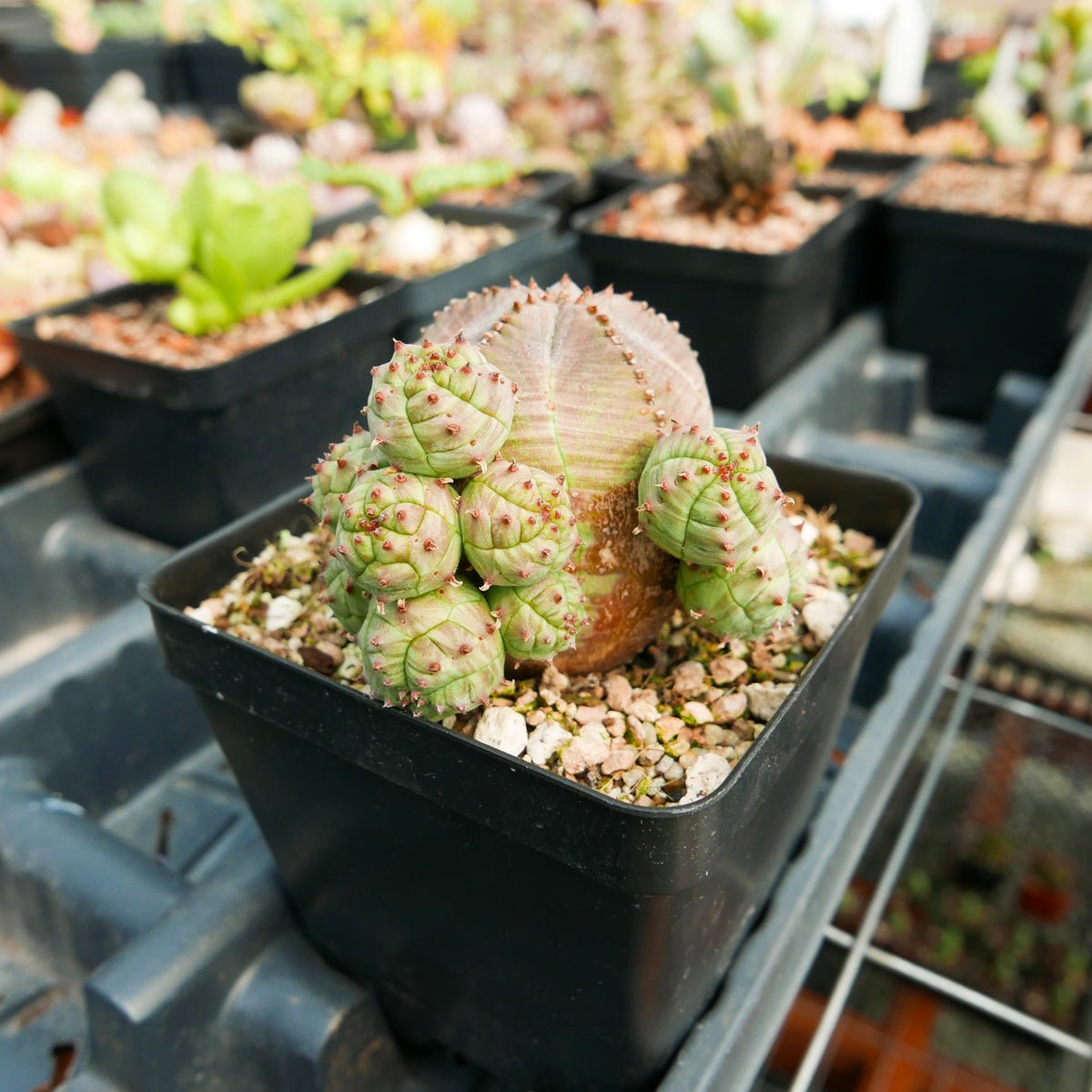 Euphorbia pseudoglobulosa - Vivid Root