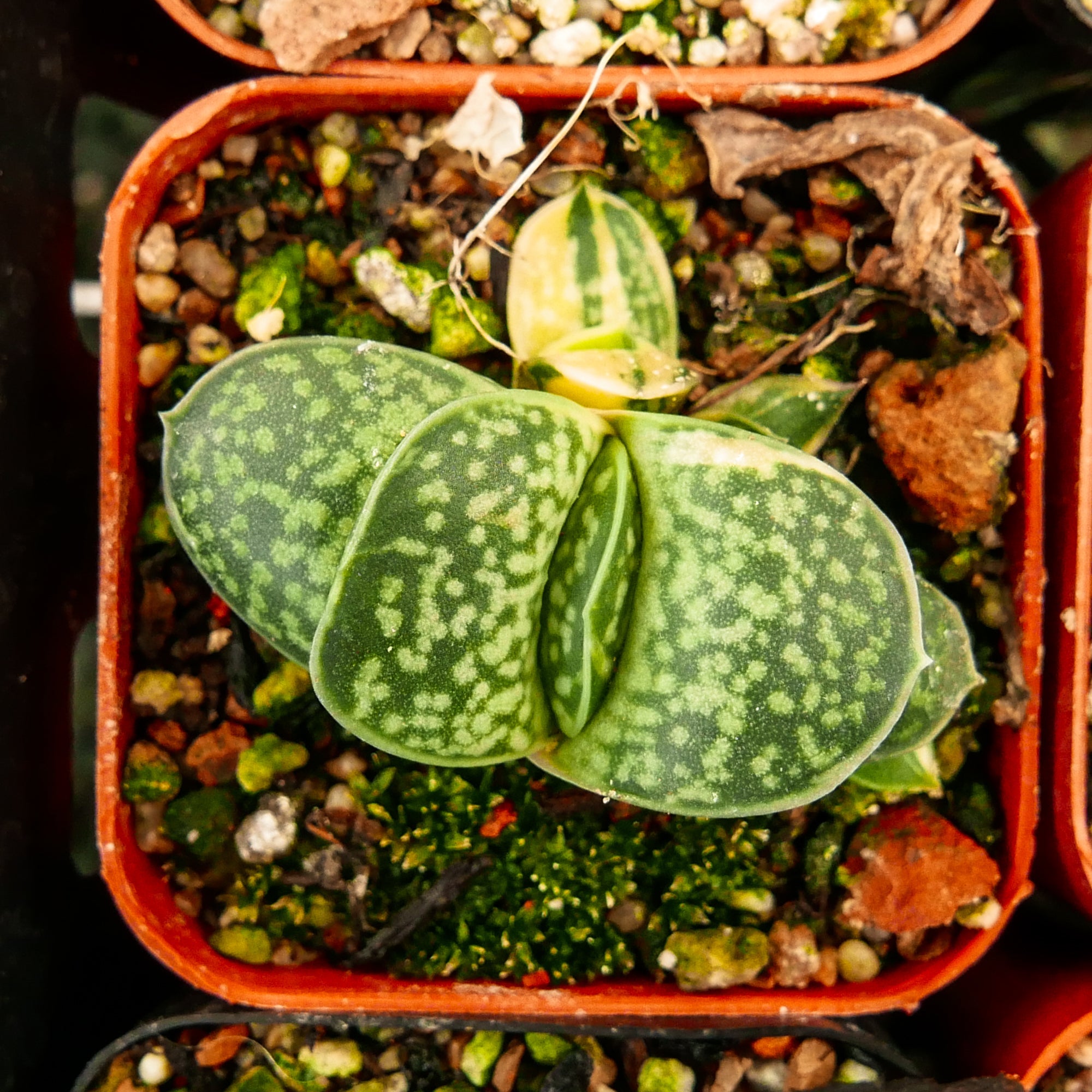 Gasteria gracilis variegata - Vivid Root