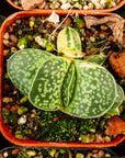 Gasteria gracilis variegata - Vivid Root