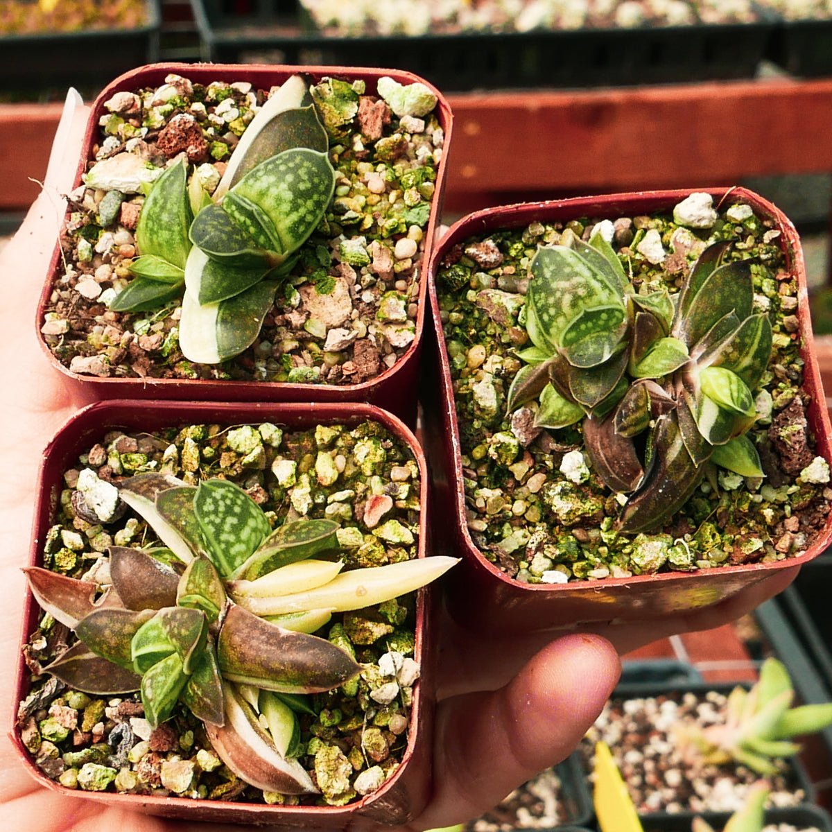Gasteria gracilis variegata - Vivid Root